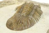 Scabriscutellum Trilobite With Axial Spines - Morocco #283760-5